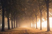 Tussen de bomen - lindelaan in de ochtendmist