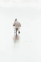 Drieteenstrandloper in de branding | Scheveningen kust - Natuurfotografie Nederland | Fine Art