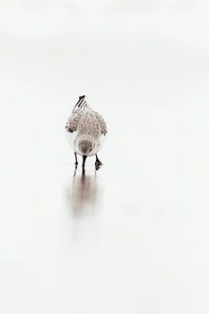 Sanderling in der Brandung | Niederländische Küste - Naturfotografie Niederlande | Fine Art