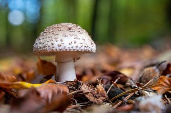 Herbst in Dwingelderveld