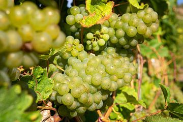 Grapevine, Vitis vinifera by Alexander Ludwig