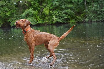 Waterspelletjes aan het meer met een bruine Magyar Vizsla ruwharige hond .