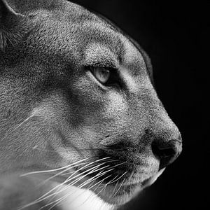 Der Puma