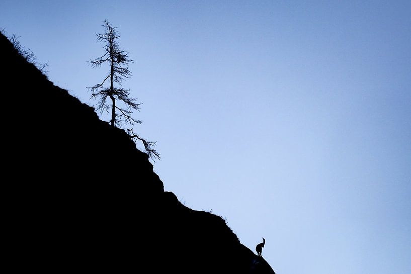 Steinbock am Abgrund von Sam Mannaerts