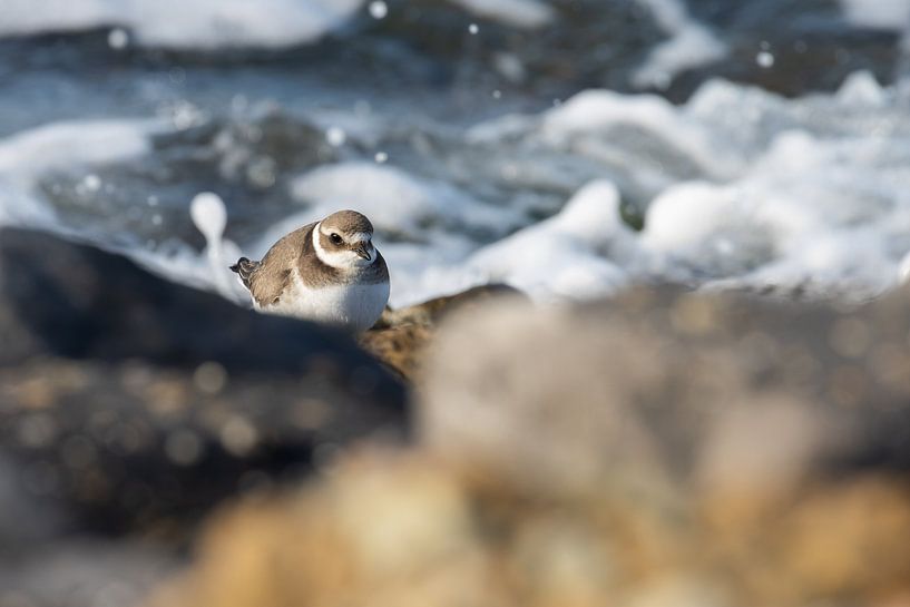Resting Plover by Nature Laurie Fotografie