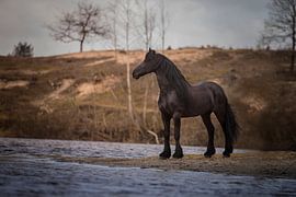 Fries paard in de natuur by Emma van Veldhuisen