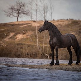 Fries paard in de natuur von Emma van Veldhuisen