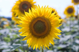 Gros plan sur une tête de tournesol symétrique sur Milcho Milev