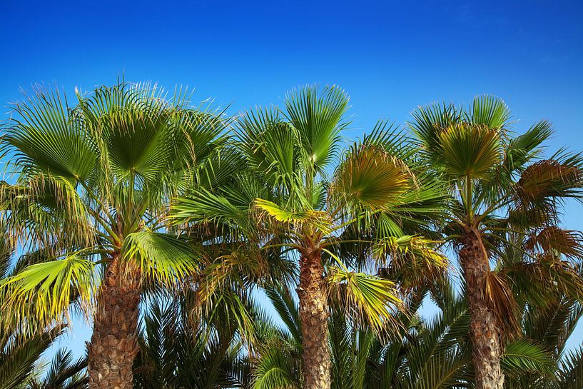 Palms by Bo Valentino