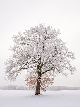 Wintermagie van Denis Feiner