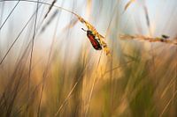 St Jaboks butterfly