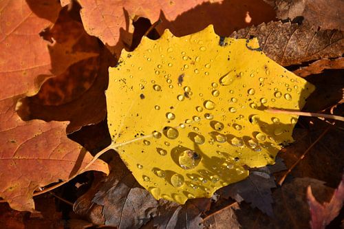 Ein Espenblatt im Herbst