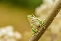Tree frog