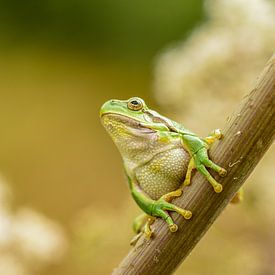 Tree frog by Susan van Etten