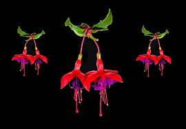 Fuchsien von Franke de Jong