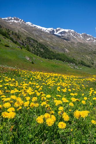 Springtime meadow in the Tiroler Alps in Austira with dandelions