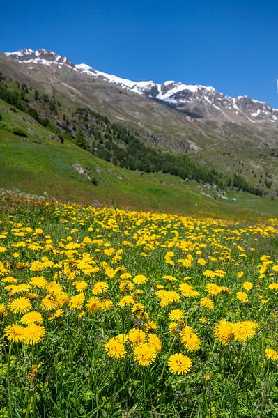 Lenteweide in de Tiroler Alpen in Austira met paardenbloemen van Sjoerd van der Wal Fotografie