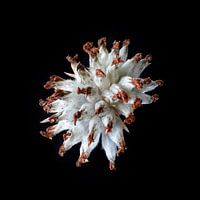 Welkes aus der Nautur