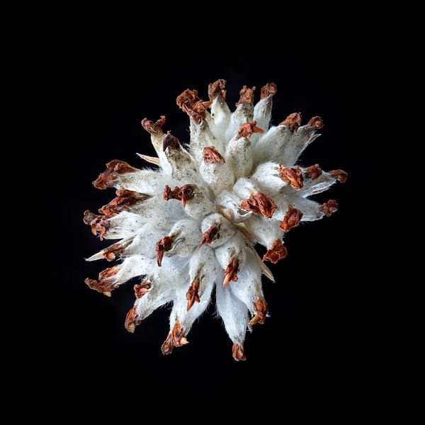 pilchard by Andreas Hackl