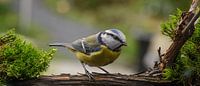 The Blue Tit