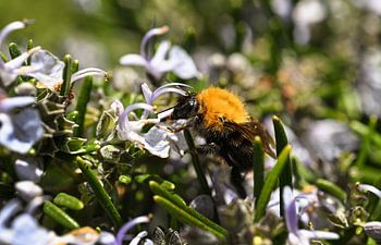 Bumblebee