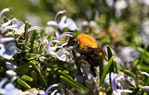 Bumblebee