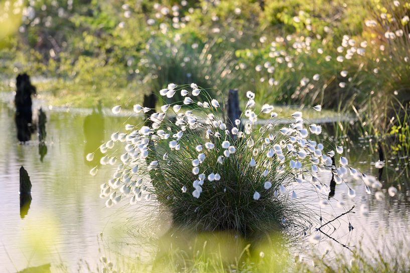 Cotton grasses in the moor pond by Kurt Krause