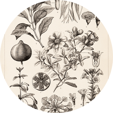 Antieke botanische prent met Myrtifloren van Studio Wunderkammer