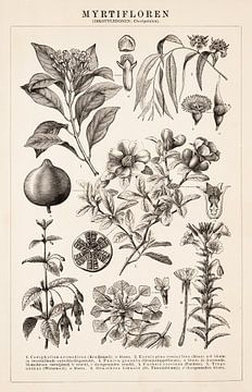 Antiker botanischer Druck mit Myrtiflores von Studio Wunderkammer
