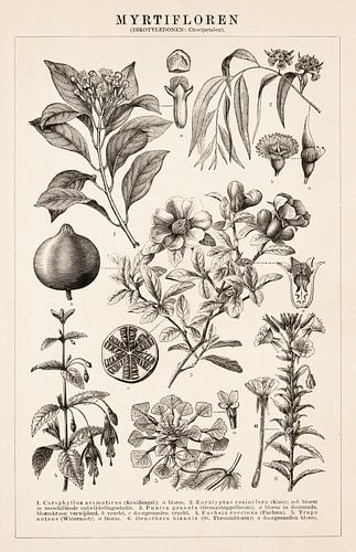Antieke botanische prent met Myrtifloren