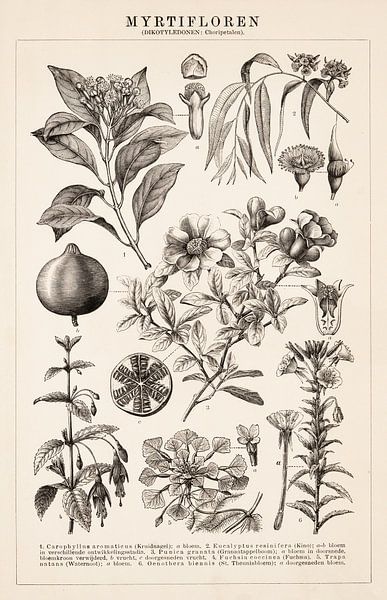 Impression botanique ancienne avec Myrtiflores par Studio Wunderkammer