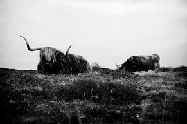 Schotse Hooglander by Lisette Breur