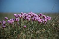 Engels gras