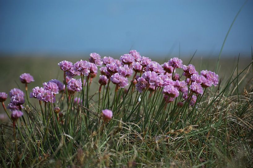 Engels gras par Rob de Jong