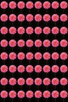 Dahlias's pink duplicated 8 by 8