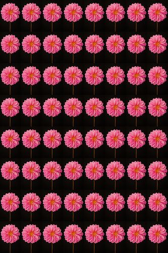 Dahlia's roze gedupliceerd 8 bij 8