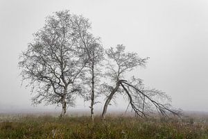 Birch trees in the fog
