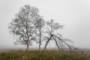 Birch trees in the fog