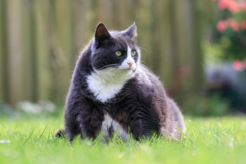 Lentepoes in het gras by Dennis van de Water