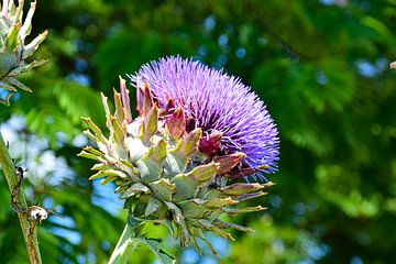 artichaut en fleur sur Ingrid de Vos - Boom