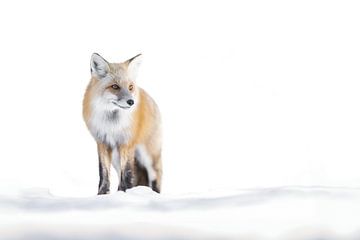 Rust en Kracht van de Wintervos van Alex Pansier