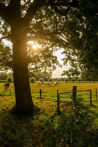 Evening sun over a peaceful meadow