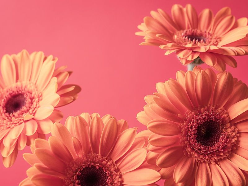 Gerberas orange pastel sur fond rose vintage - photographie de nature et de voyage -. par Christa Stroo photography