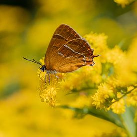 Schlehenfalter (Schmetterling) von Janny Beimers