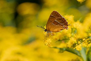 Sleedoornpage (vlinder) op de guldenroede. van Janny Beimers
