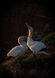Basstölpel in der Abendsonne von Joop Bruurs
