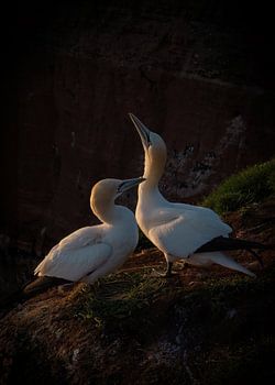 Basstölpel in der Abendsonne