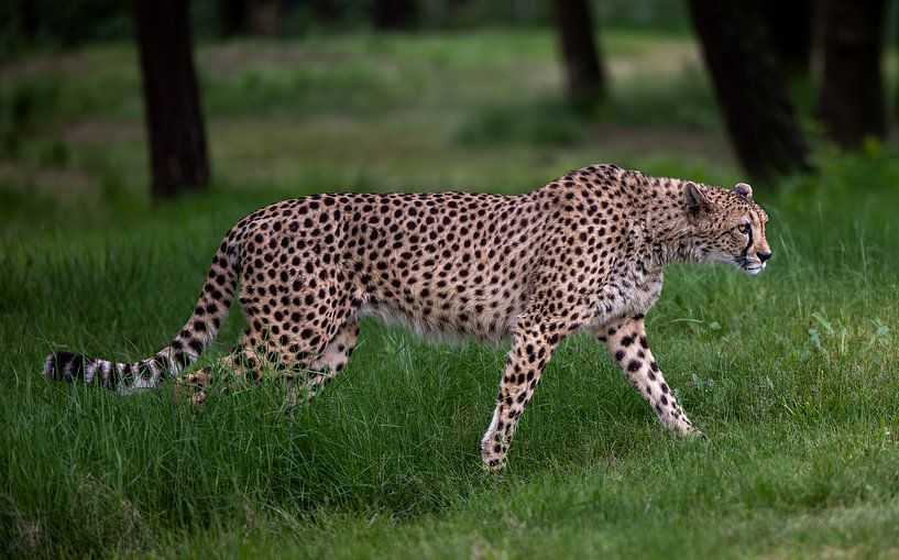 Guépard en mouvement par Triki Photography