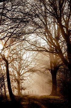 Promenade magique dans la forêt