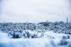 Bruyère en dormance hivernale